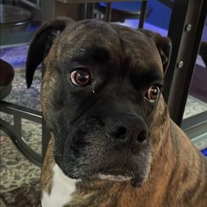 Meet your Posher, Zoey